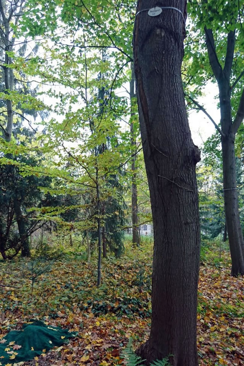 Ein Baum in einem Wald mit einer Namensplakette in ca. 3m Höhe Ein Baum in einem Wald mit einer Namensplakette in ca. 3m Höhe